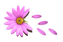 Pink African Daisy Flower With Flying Falling Petals On White Background