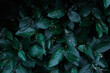 © Darya - Green leaves of evergreen bush close up as dark floral botanical natural background pattern wallpaper backdrop, Cotoneaster lucidus, the shiny cotoneaster, or hedge cotoneaster, medium-sized shrub
