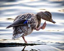 Close-up Side View Of A Female Mallard Duck Standing On One Leg On A Log In The Water With Soft Blurred Background And Copy Space.