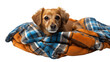 © FMSTUDIO - A brown dog peacefully laying on top of a warm blanket