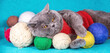 A cute blue British shorthair cat lies on a blue blanket with many colorful balls of wool