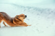 Red mongrel dog stretching outdoors on the snow in winter