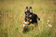 cute border collie puppy dog running happily on a grassy field in the summer