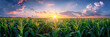 Corn field at sunset panorama view in sunlight for web banner template.