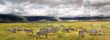 Herd of zebras in the Ngorongoro Crater. Africa. Tanzania. Banner format.