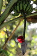 Bunch of Cavendish bananas -Musa acuminata- growing beside the Sendero Centinelas del Rio Luminoso Hike, Guanayara Park. Cienfuegos province-Cuba-214