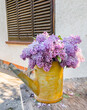 Purple Lilac in Watering Can 