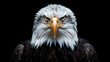 face of bald eagle portrait isolated on dark background