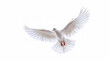 White dove flying isolated on a white background