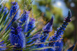 Puya alpestris and its pollinators, focusing on the ecological relationship and the mutual benefits shared - Generative AI
