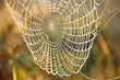 The intricate beauty of a spider web adorned with dew drops, focusing on the delicate balance and the geometric patterns created by the web and dew - Generative AI