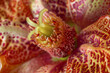 A close-up  - Generative AI of the Edithcolea grandis flower, focusing on the detailed texture and pattern of the petals - Generative AI