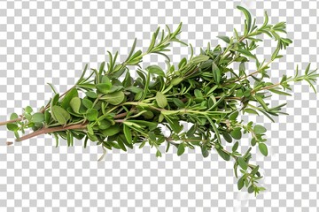  Oregano herb and Rosemary herb, isolated on transparent PNG background 