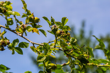 Poster - Red rose hips of dog rose. Rosa canina, commonly known as the dog rose