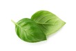 Green basil leaves isolated on white background  