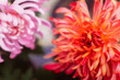 specific chrysanthemum
