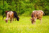 Fototapeta Góry - brown cows on a grassy field near the forest. lovely rural scenery in springtime