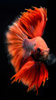 Majestic Siamese Fighting Fish Displaying Fins on Black Background