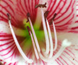 Red and white amaryllis flower with pollen - macro shot
