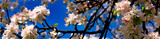 Fototapeta Na sufit - Kwitnące drzewo na tle nieba