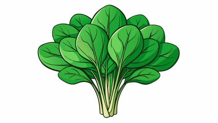 Poster - A bunch of spadeshaped deep green leaves that are packed with nutrients and have a slightly bitter taste.  on white background . Cartoon Vector.