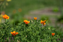 Orange Poppy Flower It Is A Plant That Is Especially Suitable For All Those Who Want To Have Their Nerves Under Control At Any Time
