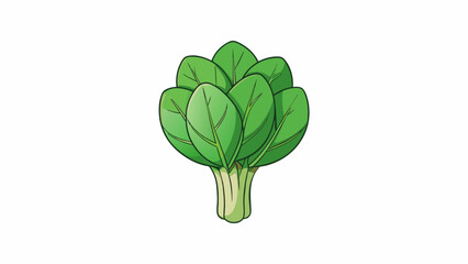 Poster - A leafy vegetable with smooth slender stems and delicate ovalshaped leaves that wilt easily when cooked.  on white background . Cartoon Vector.
