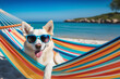 Happy Dog  with sunglasses relaxing on a rainbow hammock. Vacation concept.