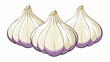 A translucent white sheath enveloping a of plump ivorycolored cloves each with a faint purple tinge at the tips.  on white background . Cartoon Vector.