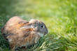Domestic rabbit or bunny on a green spring meadow in nature, cute animal wildlife, pet on a farm