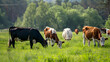 a group of cows are grazing on a green pasture