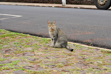 Sticker - gato de rua 