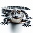 crocodile on white background