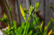 Vibrant green buds are captured close-up as they are about to bloom, with a soft focus on the wooden fence in the background. Delicate daylight enhances the fine details of the Day Lily Plants.