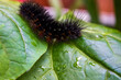 A fuzzy black Saltmarsh caterpillar with hints of orange and white spots is crawling on a vibrant green leaf which shows water droplets, indicating recent rain or morning dew. 