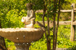 a stone cherub statue adorning a shell-shaped fountain, set amidst lush greenery. A real bird companion adds to the serene scene, creating a peaceful oasis ideal for both wildlife and visitors.