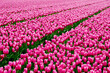 Landscape of Dutch pink tulips in the Netherlands on a field. Lots of tulips.