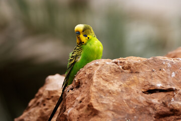 Budgerigar (Melopsittacus undulatus) typical yellow and green isolated on a natural desert background