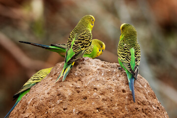 Budgerigar (Melopsittacus undulatus) typical yellow and green isolated on a natural desert background