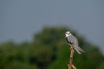 A black shouldered kite sitting on top of a tree stomp in the grasslands of Black buck sanctuary in Tal Chappar during a wildlife safari