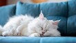 white cat sleeping on a blue sofa, with soft fur and long hair, cute expression.