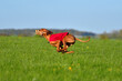 Running Hungarian Vizsla dog