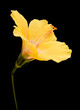 Beautiful yellow Hibiscus rosa-sinensis aka Chinese hibiscus isolated on black background