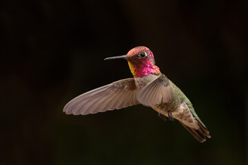 Wall Mural - An adult male Anna's hummingbird hovers in the air in front of a dark background with it's metallic iridescent feathers glowing in the soft light.  