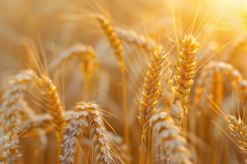 Wall Mural - a field of golden wheat with the sun shining on it