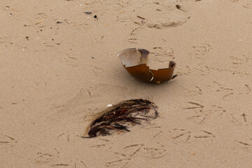 This cracked piece of horseshoe crab shell lay on its back in the sand. The dark brown hard body shattered and with cracks. Seagull footprints lay all around and debris from the ocean.