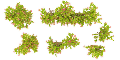 Wall Mural - Group of creeper plants, isolated on transparent background from top view