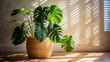 Ornamental greenhouse plant Monstera with wide leaves stands on floor in beige wicker pot. Boho style, cozy atmosphere. Side natural lighting, sun's rays. Shadows on the wall. Close-up.