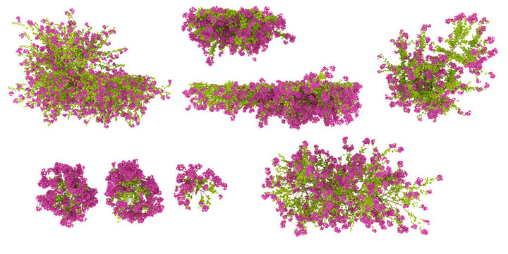 Top view of Bougainvillea flower plants isolate background 3d rendering