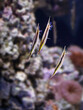Tropical saltwater shrimpfish